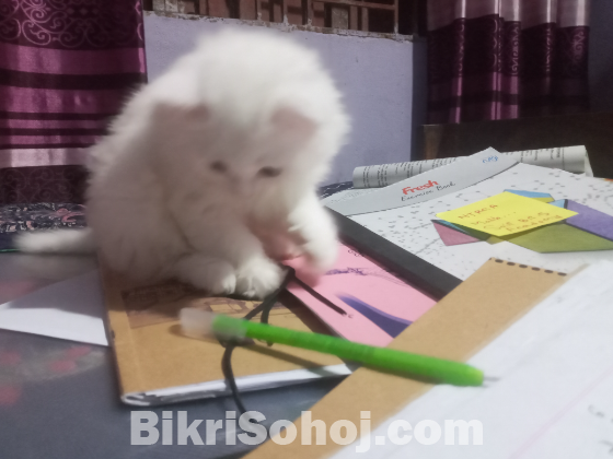 Persian cat